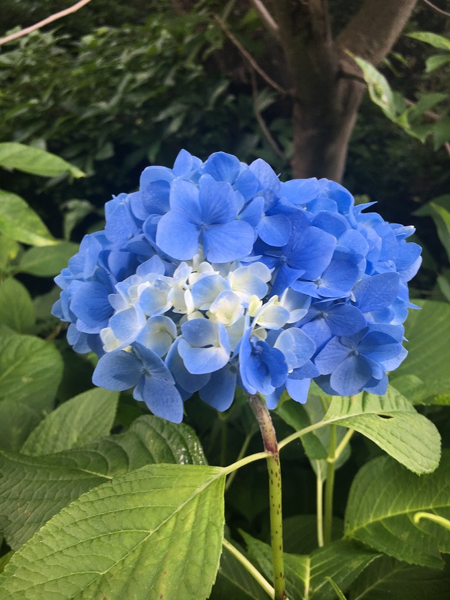 Hydrangea