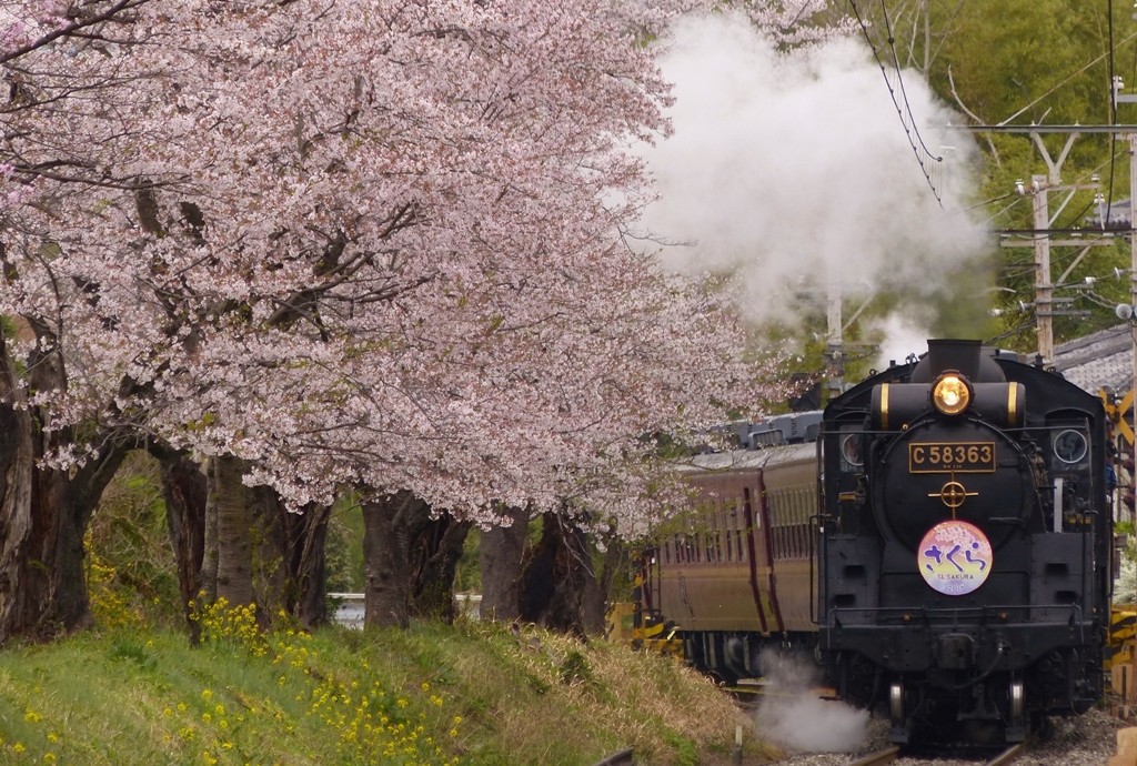 桜の季節♪