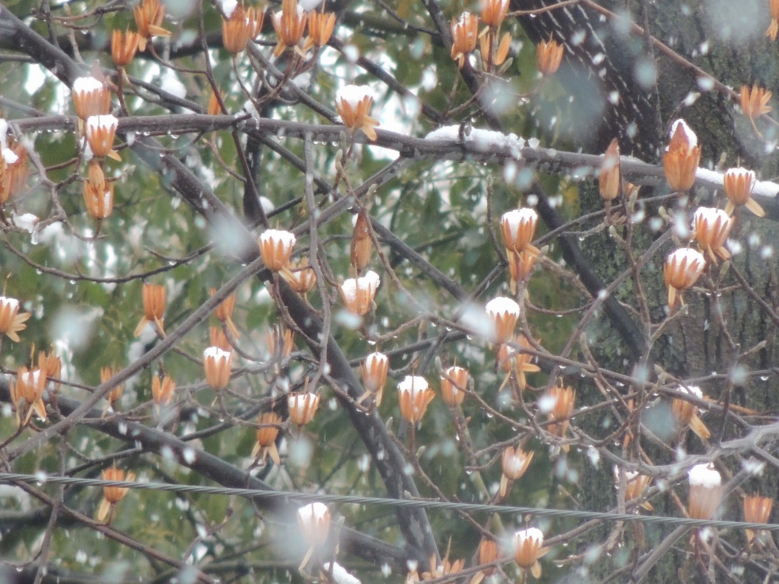 東京で雪！シトロエン所沢は…