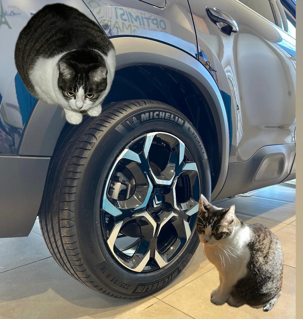 フランス車と猫！？