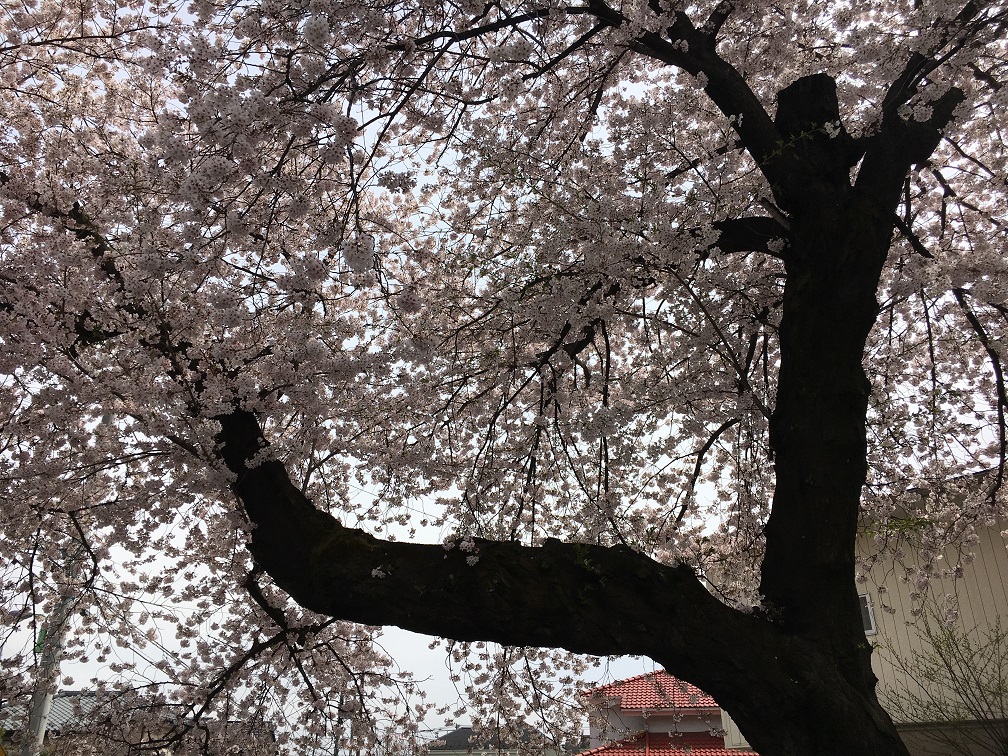 新入学。。