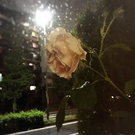 潤/雨