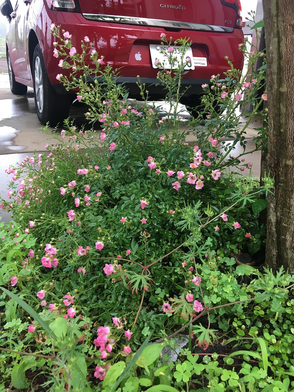 薔薇が咲いた。。。
