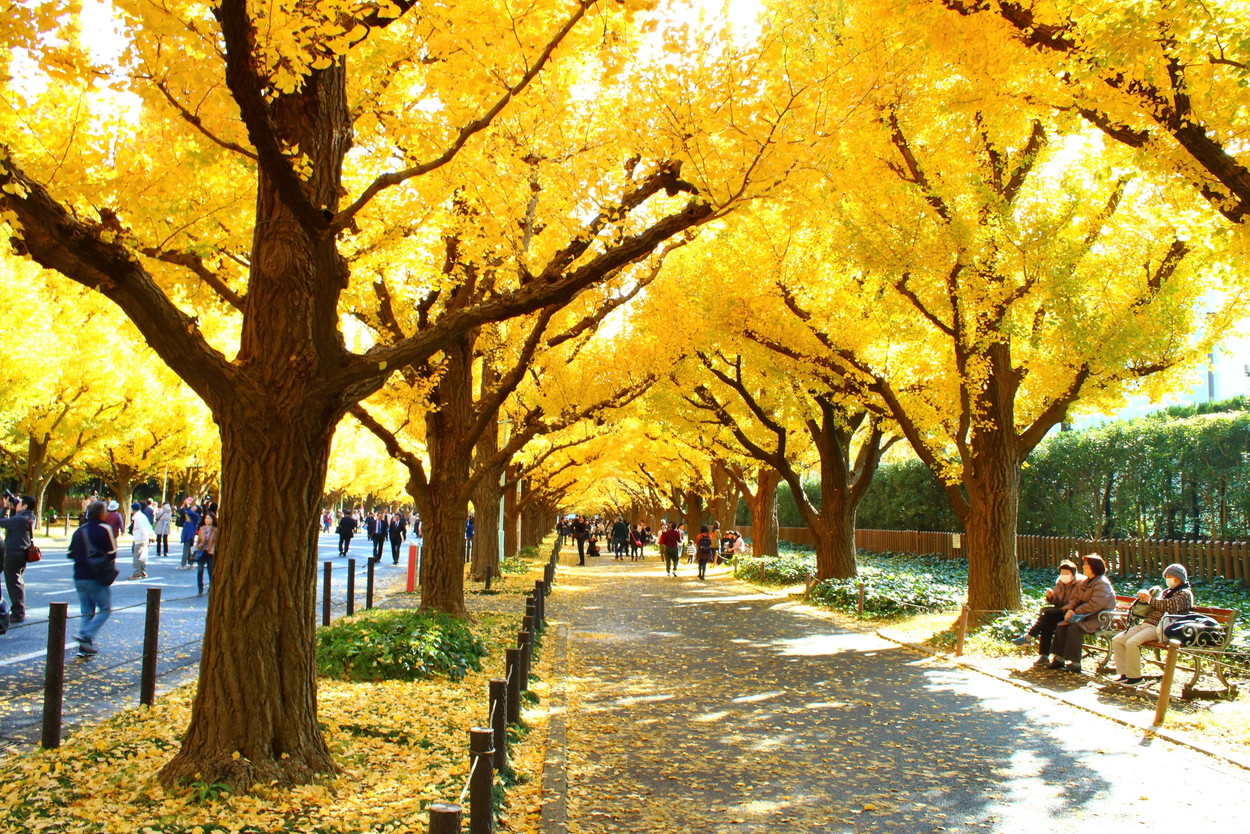 間も無く紅葉シーズン