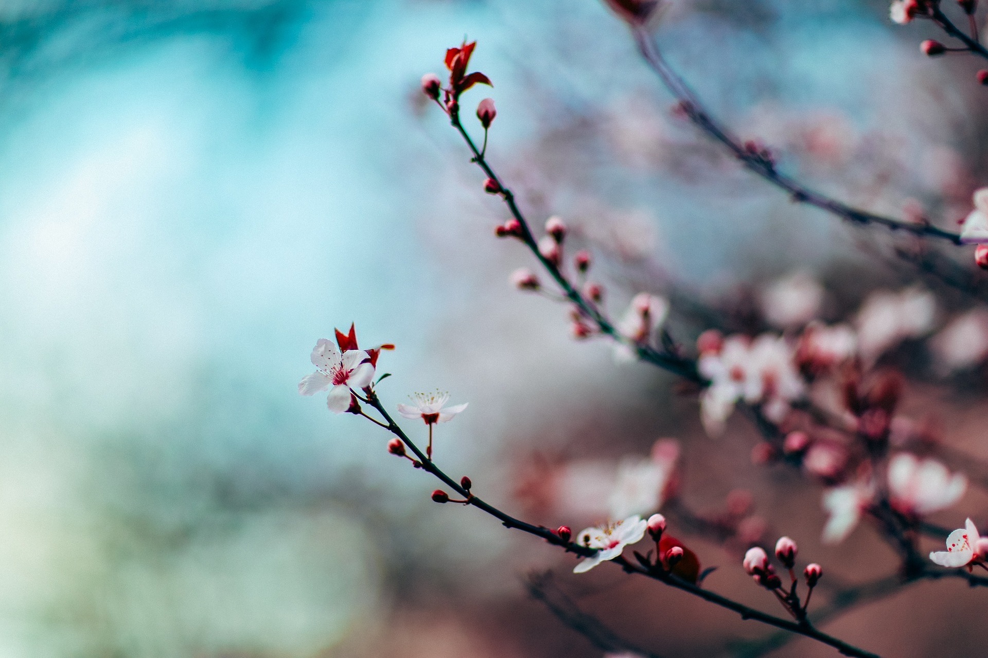 ！？すでに桜が…！？